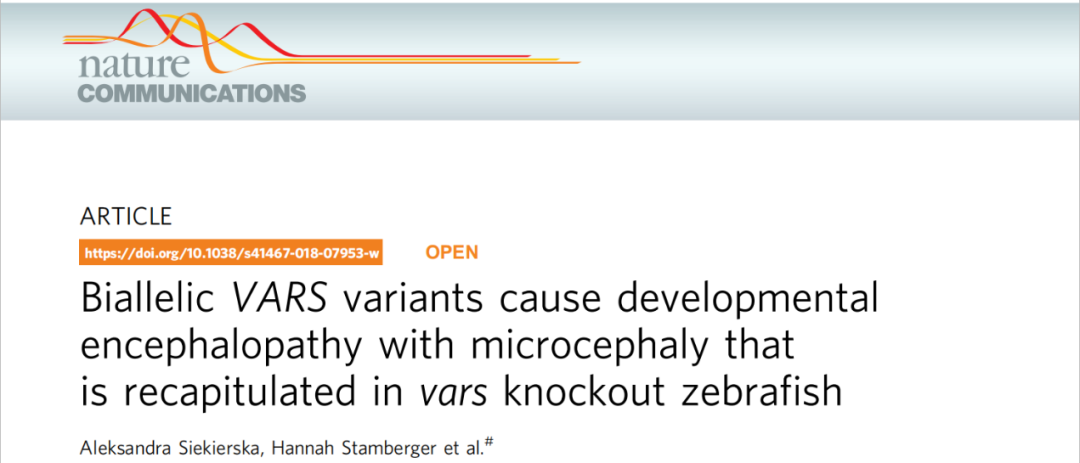 Nat Comm | 斑马鱼模型重现VARS双等位基因突变引起的发育性脑病伴小头畸形