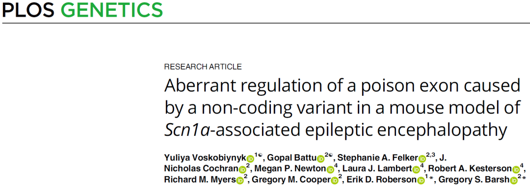 深度内含子变异的SCN1A小鼠模型揭示该基因毒外显子异常调控在癫痫性脑病中的作用机制
