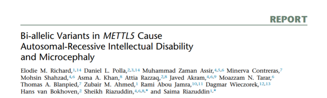 AJHG |METTL5双等位基因变异导致智力障碍和小头畸形