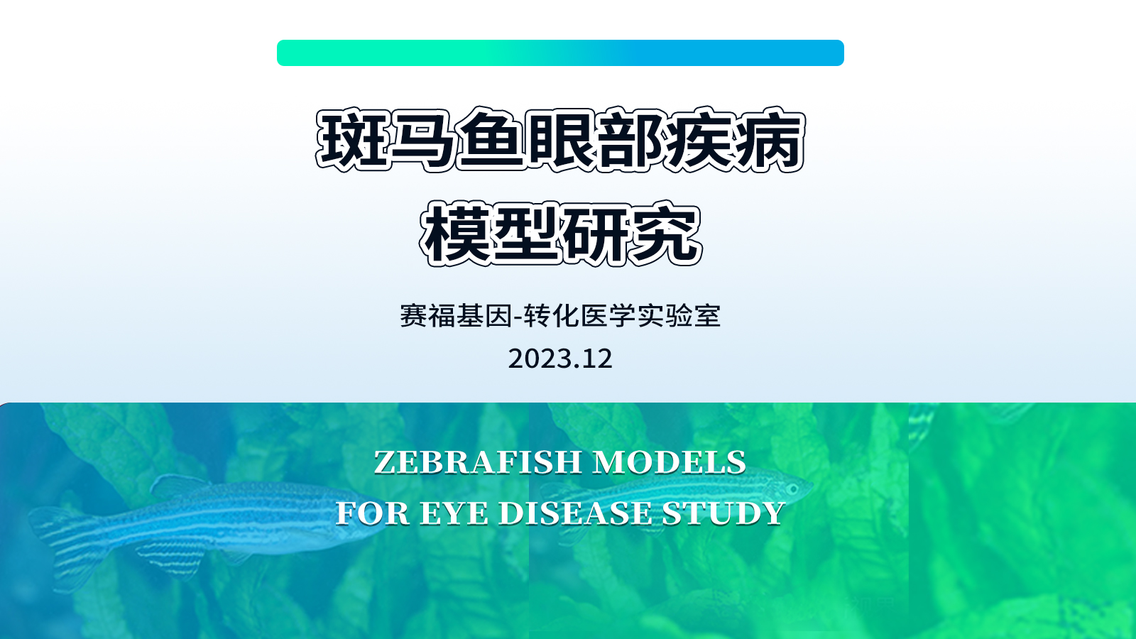 斑马鱼眼部疾病模型研究