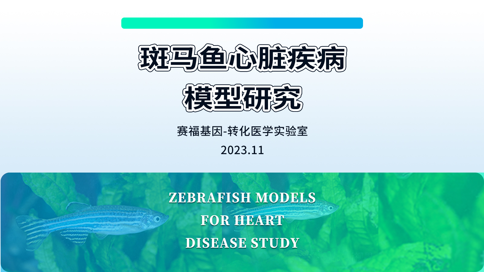 斑马鱼心脏疾病研究模型