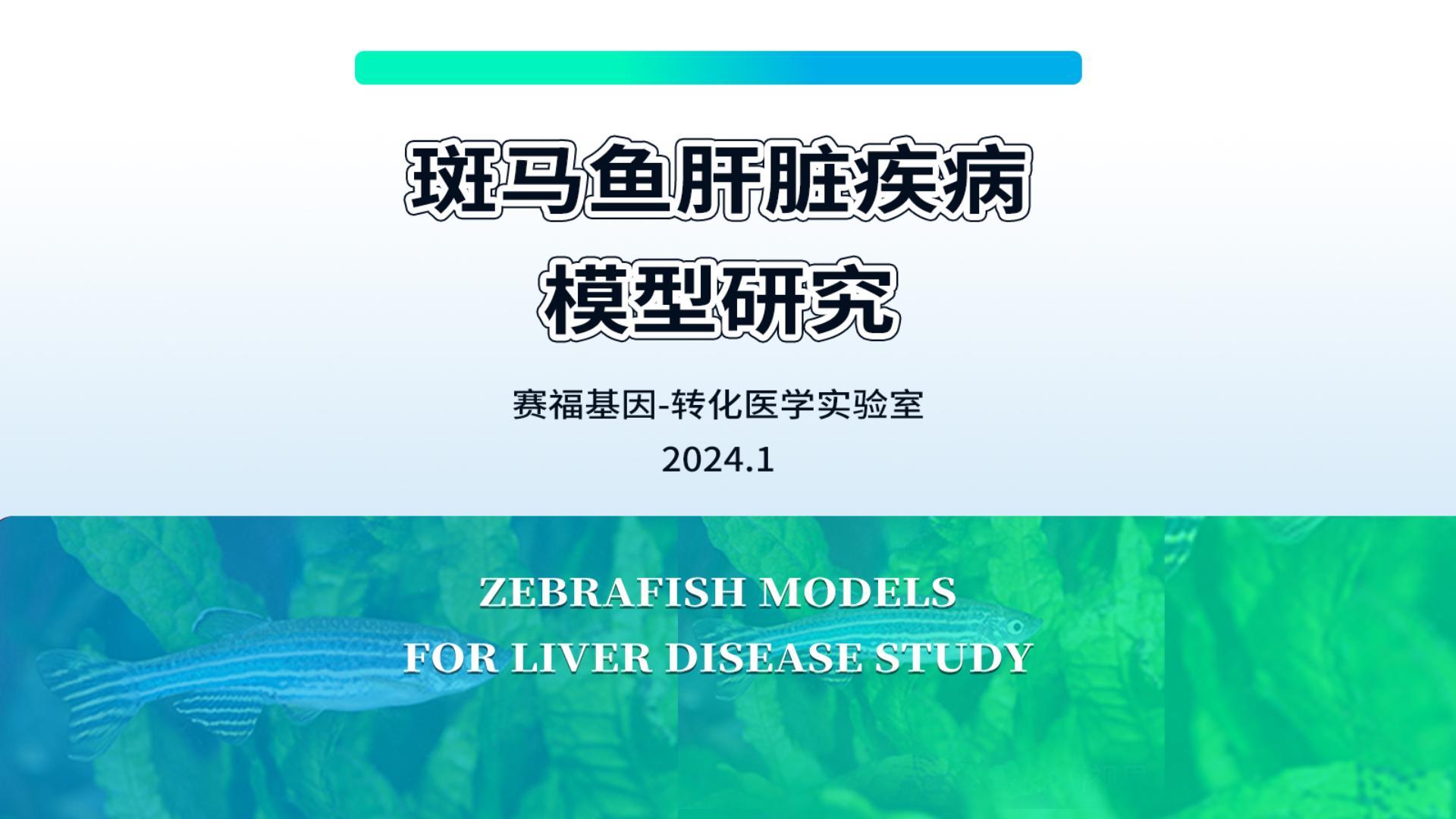 斑马鱼肝脏疾病模型