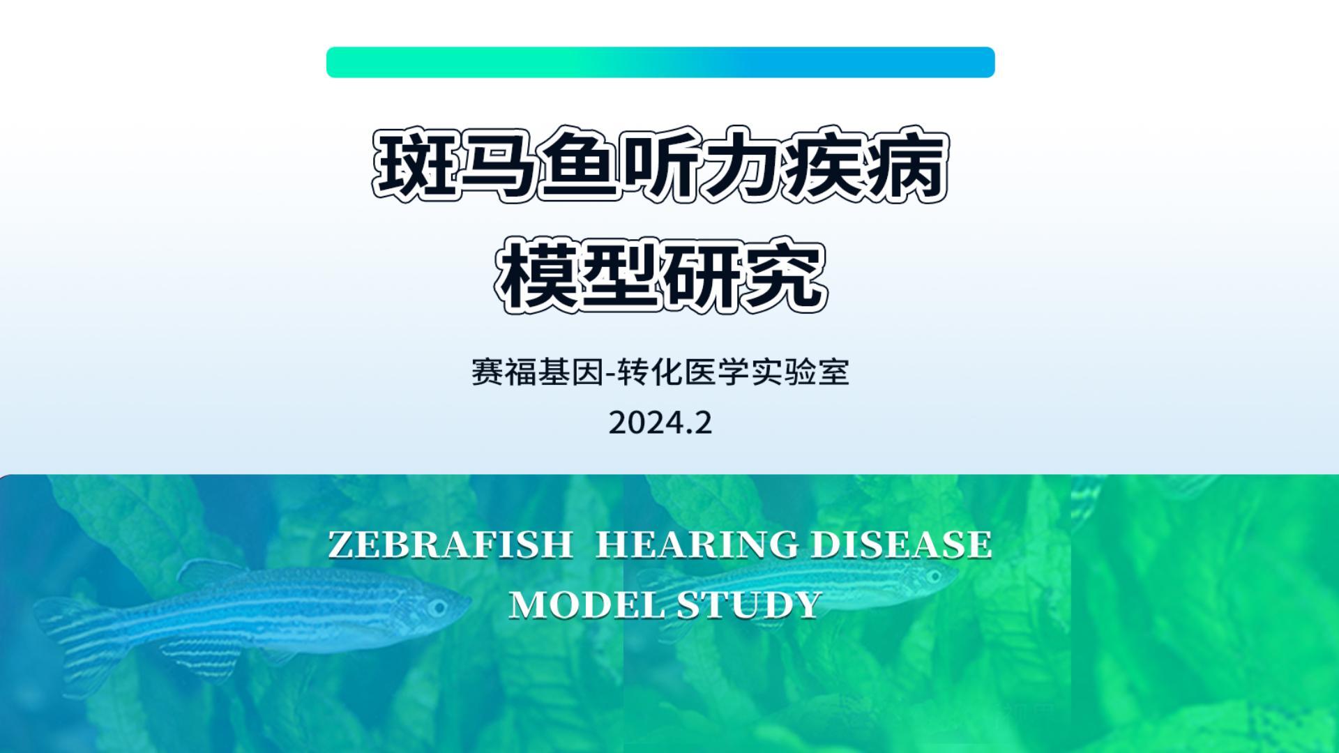 斑马鱼听力疾病模型研究
